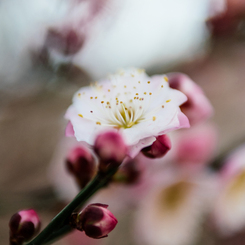 甘酸っぱさ：SIGMA 30mm F2.8