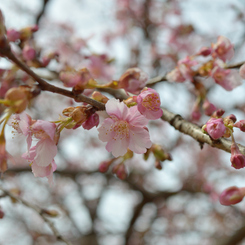 河津桜_01_代々木公園