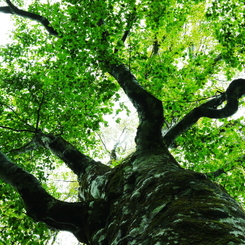 Mother Tree