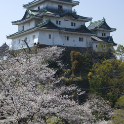 和歌山城の桜 #2