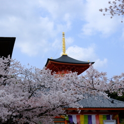 中山寺の桜１