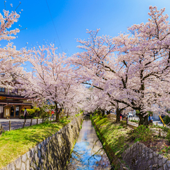 ～京都 桜　哲学の道～