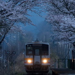 始発列車を迎える桜