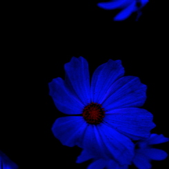 ~浮花