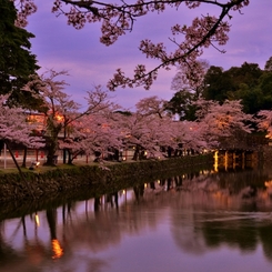 夕桜