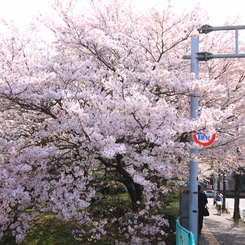 今年も春がきた