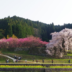 又兵衛桜