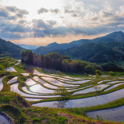 大山千枚田