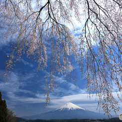 滝桜