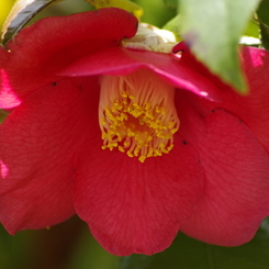 花散歩‐椿