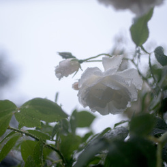 雨の薔薇園