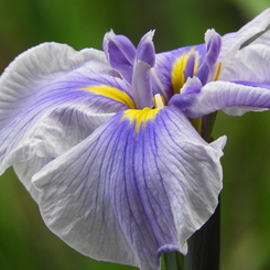 智光山公園・花菖蒲3