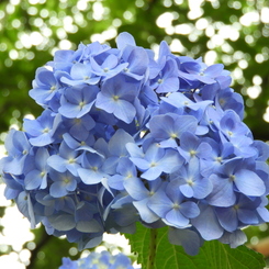 紫陽花6