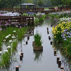 枚方市　山田池公園にて