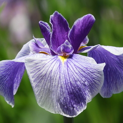 北山公園・菖蒲苑10