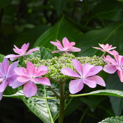 豊島園・額紫陽花15