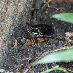 ノコギリカミキリ♀