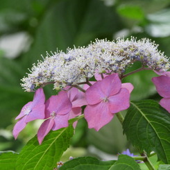 豊島園・紫陽花7