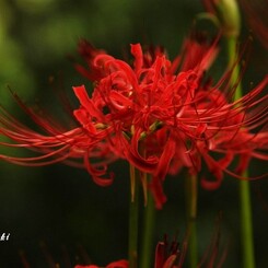 inasaku2010aki1
