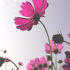 Autumn Pink 1