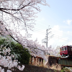 甲陽線×桜