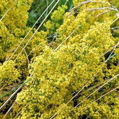 囚われの優しい黄色　（コペンハーゲンの野原の花）