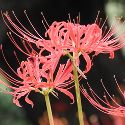 曼珠沙華20
