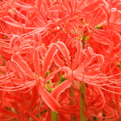 彼岸花18