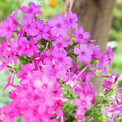 庭の花です