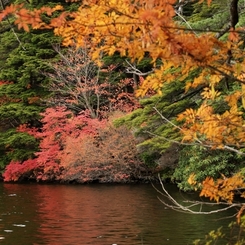 紅葉