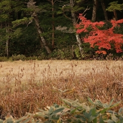 小さな湿原の深い秋