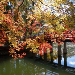 高野山紅葉3