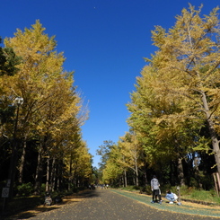 黄葉の銀杏18