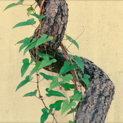 『 leaf 』(01)