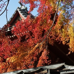 高尾山の紅葉