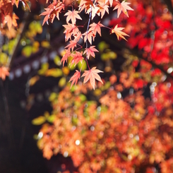 秋の長谷山 本土寺 2018