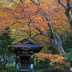 紅葉の黄梅院