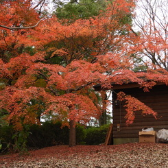 紅葉8
