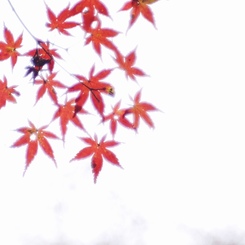 名残紅葉