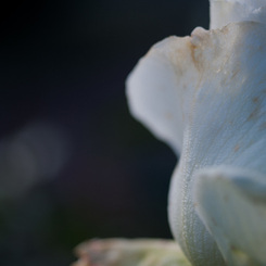 SMC Macro Takumar 50mmF4