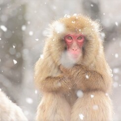 Snow monkey