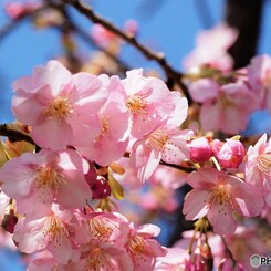 汐入、河津桜～Ⅵ