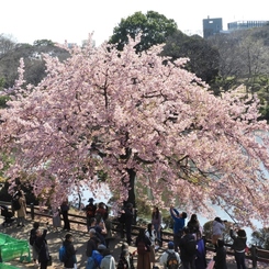 修善寺桜9