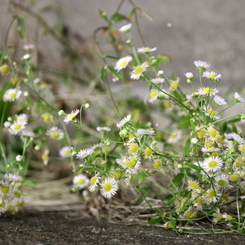ホーム際に咲くお花