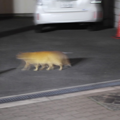 これはニャンだろうか？