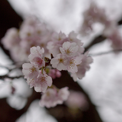 sakura_中#1