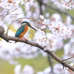 平成最後の桜カワセミ
