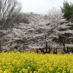 お花見10
