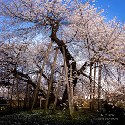 石戸蒲桜