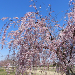 枝垂れ桜2